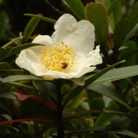 Polyspora axillaris (Roxb. ex Ker Gawl.) Sweet